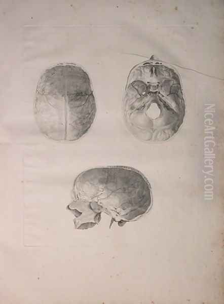 Albinus II, Tab. III, Cranial bone, illustration from 'Tabulae ossium humanorum', by Bernhard Siegfried Albinus (1697-1770), published by J.&H. Verbeek, bibliop. 1753, Leiden, 1753 - view 1