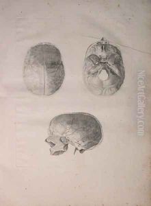 Albinus II, Tab. III, Cranial bone, illustration from 'Tabulae ossium humanorum', by Bernhard Siegfried Albinus (1697-1770), published by J.&H. Verbeek, bibliop. 1753, Leiden, 1753 by Jan Wandelaar