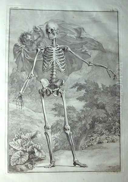 Albinus I, Tab. I: Skeleton, illustration from 'Tabulae sceleti et musculorum corporis humani', by Bernhard Siegfried Albinus (1697-1770), published by J.&H. Verbeek, bibliop., Leiden, 1740 - view 1