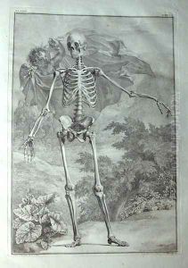 Albinus I, Tab. I: Skeleton, illustration from 'Tabulae sceleti et musculorum corporis humani', by Bernhard Siegfried Albinus (1697-1770), published by J.&H. Verbeek, bibliop., Leiden, 1740 by Jan Wandelaar