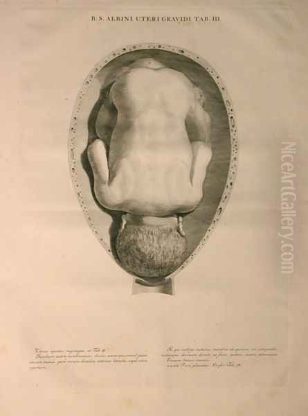 Albinus, Uterus, Tab. III, illustration from 'Tabulae ossium humanorum', by Bernhard Siegfried Albinus (1697-1770), published by J.&H. Verbeek, bibliop., Leiden, 1748 - view 1