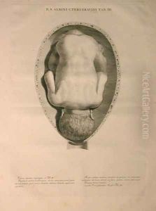 Albinus, Uterus, Tab. III, illustration from 'Tabulae ossium humanorum', by Bernhard Siegfried Albinus (1697-1770), published by J.&H. Verbeek, bibliop., Leiden, 1748 by Jan Wandelaar