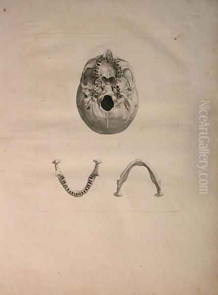 Albinus II, Tab. II, Skull, illustration from 'Tabulae ossium humanorum', by Bernhard Siegfried Albinus (1697-1770), published by J.&H. Verbeek, bibliop. 1753, Leiden, c.1729 - view 1