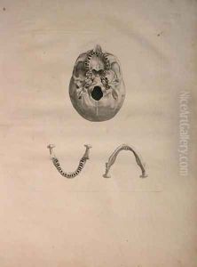 Albinus II, Tab. II, Skull, illustration from 'Tabulae ossium humanorum', by Bernhard Siegfried Albinus (1697-1770), published by J.&H. Verbeek, bibliop. 1753, Leiden, c.1729 by Jan Wandelaar