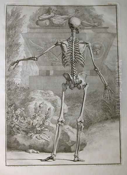 Albinus I, Tab. II: Skeleton, illustration from 'Tabulae sceleti et musculorum corporis humani', by Bernhard Siegfried Albinus (1697-1770), published by J.&H. Verbeek, bibliop., Leiden, 1740 - view 1