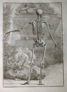 Albinus I, Tab. II: Skeleton, illustration from 'Tabulae sceleti et musculorum corporis humani', by Bernhard Siegfried Albinus (1697-1770), published by J.&H. Verbeek, bibliop., Leiden, 1740 by Jan Wandelaar