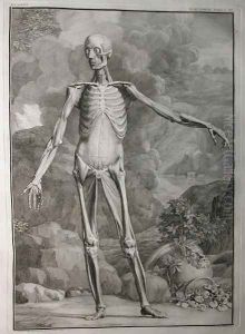 Albinus I, Tab. III: Musculature, illustration from 'Tabulae sceleti et musculorum corporis humani', by Bernhard Siegfried Albinus (1697-1770), published by J.&H. Verbeek, bibliop., Leiden, 1747 by Jan Wandelaar