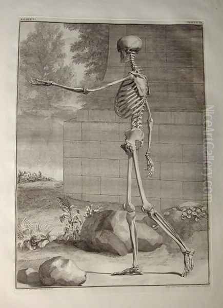 Albinus I, Tab. III: Skeleton, illustration from 'Tabulae sceleti et musculorum corporis humani', by Bernhard Siegfried Albinus (1697-1770), published by J.&H. Verbeek, bibliop., Leiden, 1747 - view 1