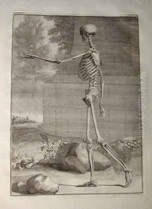Albinus I, Tab. III: Skeleton, illustration from 'Tabulae sceleti et musculorum corporis humani', by Bernhard Siegfried Albinus (1697-1770), published by J.&H. Verbeek, bibliop., Leiden, 1747 by Jan Wandelaar