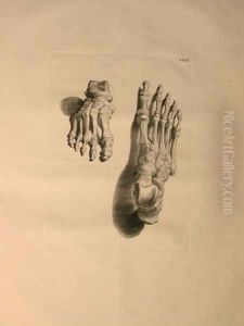 Albinus II, Tab. XXXIII: Skeleton of a Foot, illustration from 'Tabulae ossium humanorum', by Bernhard Siegfried Albinus (1697-1770), published by J.&H. Verbeek, bibliop. 1753, Leiden, 1729-1753 by Jan Wandelaar