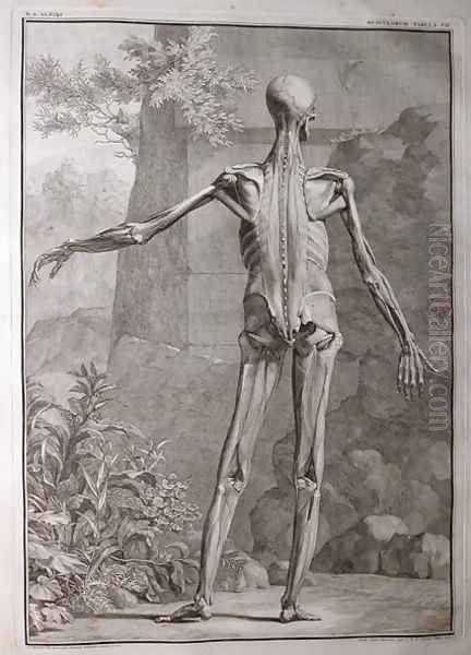 Albinus I, Tab. VII: Musculature, illustration from 'Tabulae sceleti et musculorum corporis humani', by Bernhard Siegfried Albinus (1697-1770), published by J.&H. Verbeek, bibliop., Leiden, 1741 - view 1