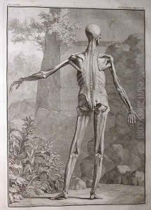 Albinus I, Tab. VII: Musculature, illustration from 'Tabulae sceleti et musculorum corporis humani', by Bernhard Siegfried Albinus (1697-1770), published by J.&H. Verbeek, bibliop., Leiden, 1741 by Jan Wandelaar