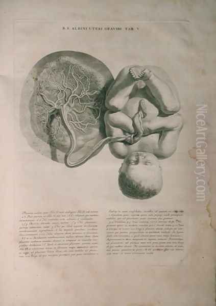 Albinus, Uterus II, Tab. V, illustration from 'Tabulae ossium humanorum', by Bernhard Siegfried Albinus (1697-1770), published by J.&H. Verbeek, bibliop., Leiden, 1748 - view 1