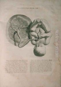 Albinus, Uterus II, Tab. V, illustration from 'Tabulae ossium humanorum', by Bernhard Siegfried Albinus (1697-1770), published by J.&H. Verbeek, bibliop., Leiden, 1748 by Jan Wandelaar