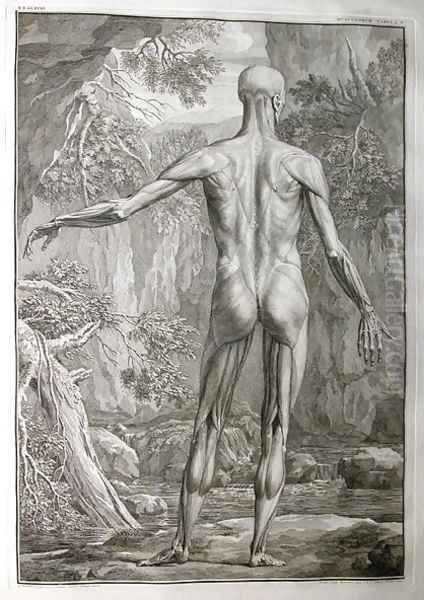 Albinus I, Tab. V: Musculature, illustration from 'Tabulae sceleti et musculorum corporis humani', by Bernhard Siegfried Albinus (1697-1770), published by J.&H. Verbeek, bibliop., Leiden, 1740 - view 1