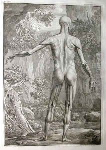 Albinus I, Tab. V: Musculature, illustration from 'Tabulae sceleti et musculorum corporis humani', by Bernhard Siegfried Albinus (1697-1770), published by J.&H. Verbeek, bibliop., Leiden, 1740 by Jan Wandelaar