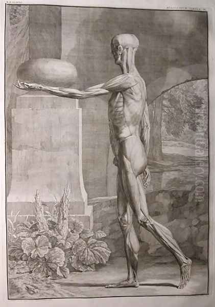 Albinus I, Tab. IX: Musculature, illustration from 'Tabulae sceleti et musculorum corporis humani', by Bernhard Siegfried Albinus (1697-1770), published by J.&H. Verbeek, bibliop., Leiden, 1743 - view 1