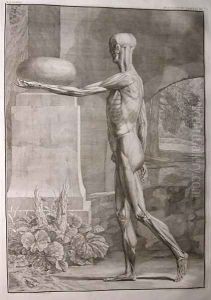 Albinus I, Tab. IX: Musculature, illustration from 'Tabulae sceleti et musculorum corporis humani', by Bernhard Siegfried Albinus (1697-1770), published by J.&H. Verbeek, bibliop., Leiden, 1743 by Jan Wandelaar
