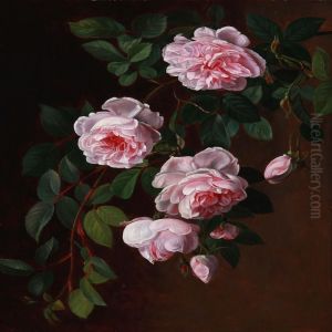 Pink Roses Pink Roses