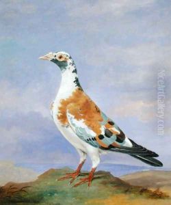 Grizzle Carrier Pigeon by Dean Wolstenholme, Jr