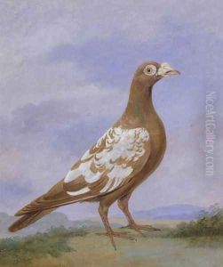 Red Pied Carrier Pigeon