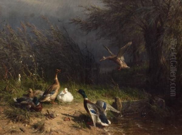 Enten Am Bachufer - view 1
