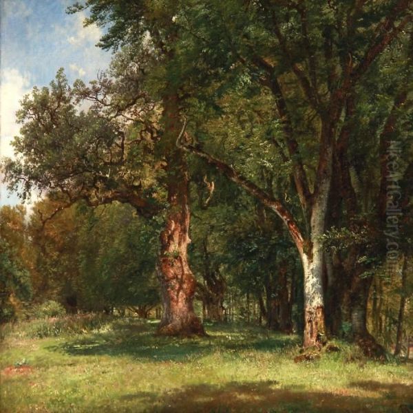 Summer Day In The Deer Garden With Oak Trees, Denmark - view 1