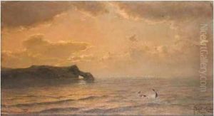 Dolphins