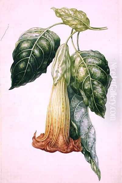 Thorn Apple flower from Ecuador, Datura rosei - view 1