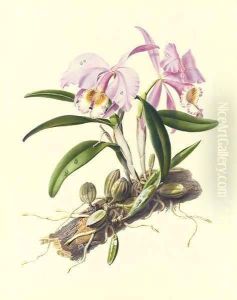 Orchidaceae Cattleya mossiae by Augusta Innes Withers