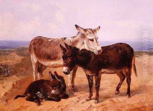 Sand Asses Sand Asses