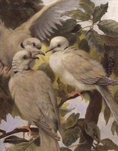 Three Ringed Doves Three Ringed Doves