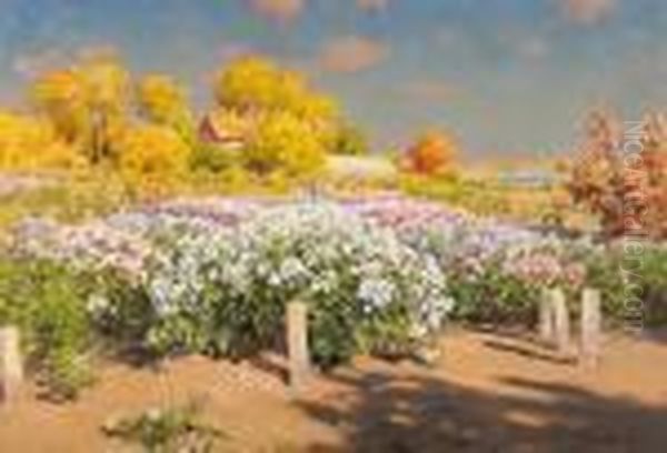 Hostlandskap Med Blommande Floxfalt - view 1