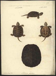 Emys orbicularis, before 1801