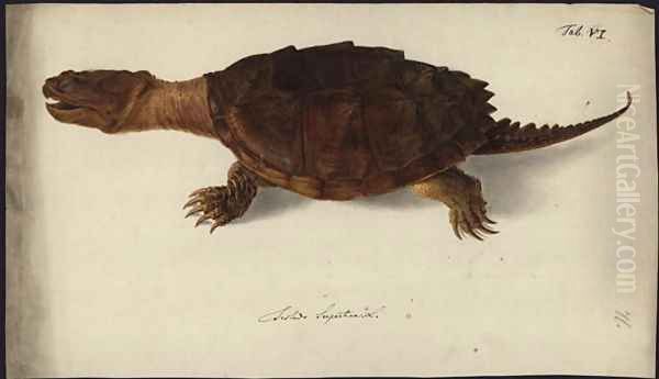 Chelydra serpentina, before 1792 - view 1