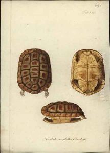 Homopus areolatus, before 1792