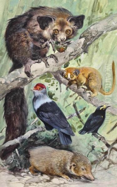 Madagascan Birds And Mammals - Lesser Tenerc, Mouse Lemur And Aye Aye - view 1