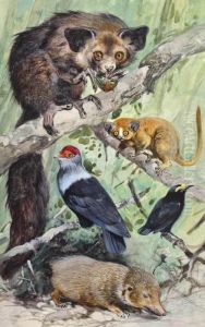 Madagascan Birds And Mammals - Lesser Tenerc, Mouse Lemur And Aye Aye