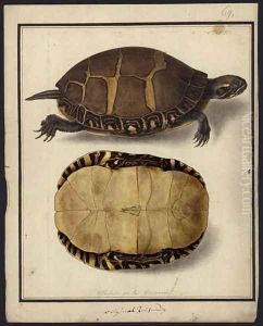 Chrysemys picta, before 1792