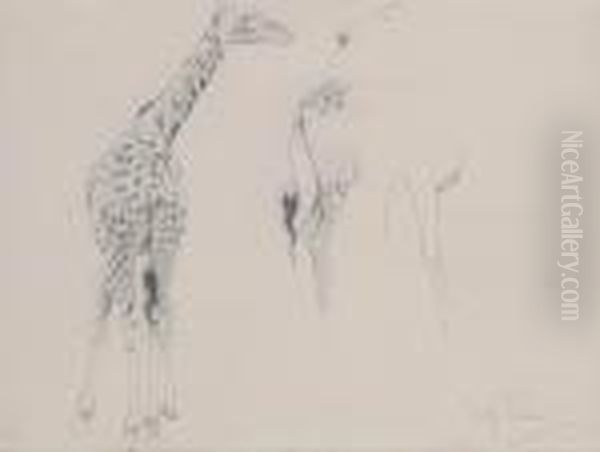A Study Of Two Giraffes - view 1