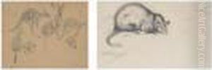 A Study Of Kangaroos; And A Study Of An Opussum