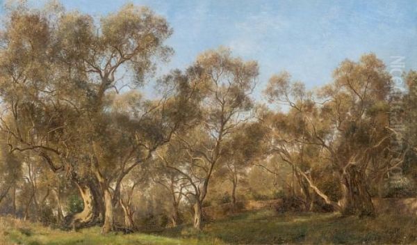 Olive Grove - view 1