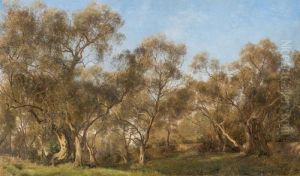 Olive Grove