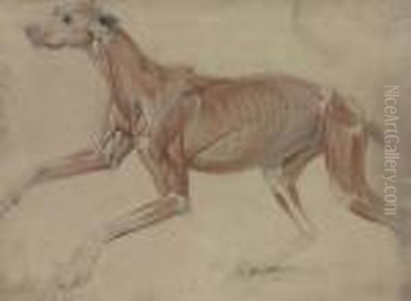 A Full Size Ecorche Study Of A Hound - view 1