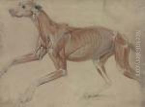 A Full Size Ecorche Study Of A Hound
