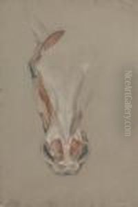 The Hind Quarters Of An Ecorche Dog