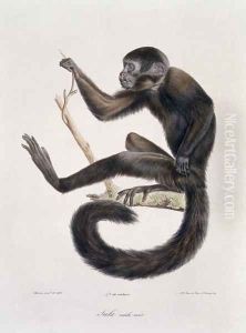Saki Noir monkey, male, engraved by the artist, plate 367 (78) from Vol 4 of 'The Natural History of Mammals' by Georges Cuvier and E. Geoffroy Saint-Hilaire, pub. 1842