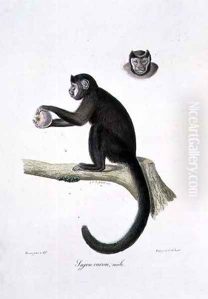 Brown Sajou Monkey, male, engraved by C. de Last, plate 30 (170) from Vol 1 of 'The Natural History of Mammals', by Georges Cuvier and E. Geoffroy Saint-Hilaire, pub. 1824 - view 1
