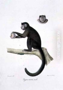 Brown Sajou Monkey, male, engraved by C. de Last, plate 30 (170) from Vol 1 of 'The Natural History of Mammals', by Georges Cuvier and E. Geoffroy Saint-Hilaire, pub. 1824