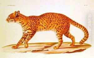 Geoffreys Cat (felis Geoffroyi) illustration from Voyage dans lAmerique Meridionale' by Alcide dOrbigny, engraved by Annedouche, 1847